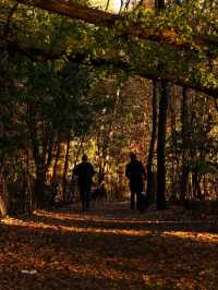 Experience the Golden Autumn at Prospect Park
