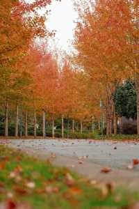 11月20日實拍上海這裡的楓葉已經紅啦。