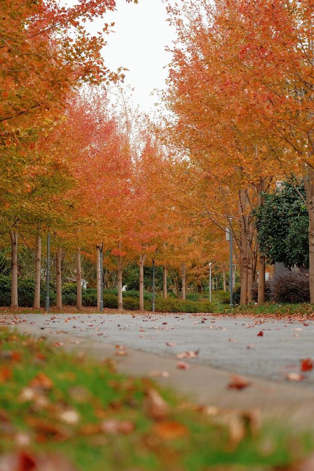 11月20日實拍上海這裡的楓葉已經紅啦。