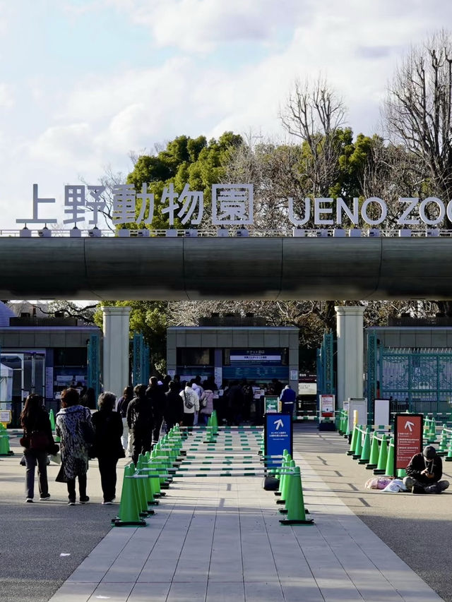 自然的溫柔凝視：上野動物園的一日漫遊