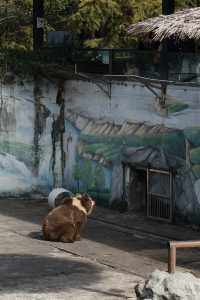 溫州動物園像坐上了去往90年代的穿梭機。