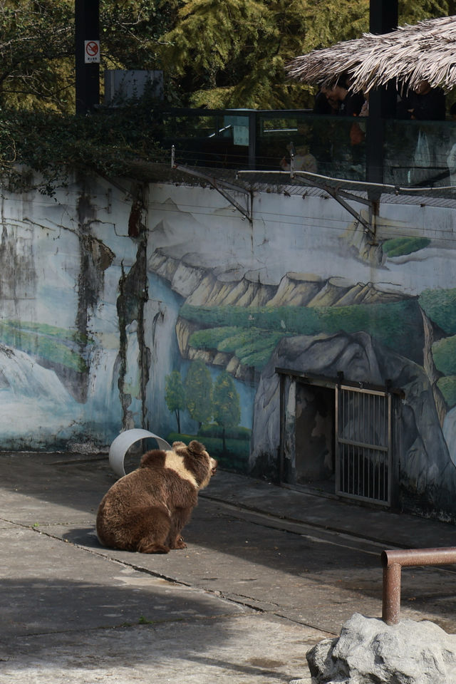 溫州動物園像坐上了去往90年代的穿梭機。