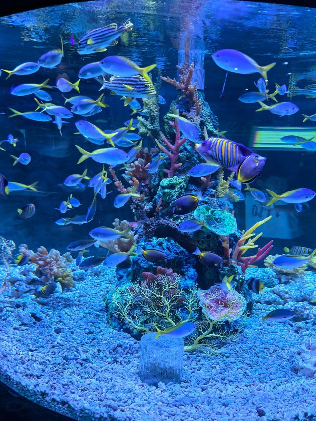 廣東深圳小梅沙海洋世界‖探索海洋世界的奧秘