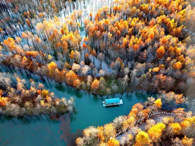 Don't Miss Out—Bald Cypress Forest
