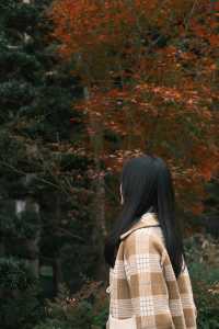 雲門寺的葉子終於紅了！