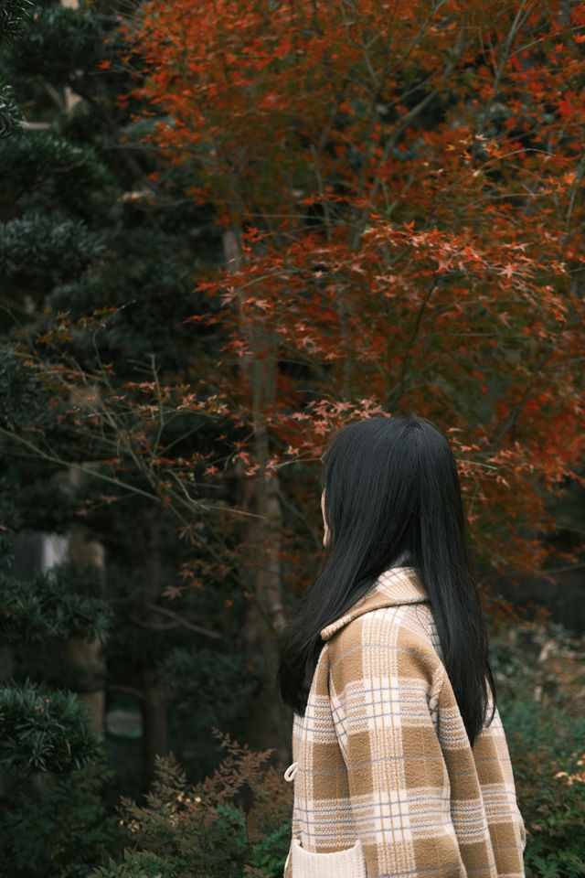 雲門寺的葉子終於紅了！