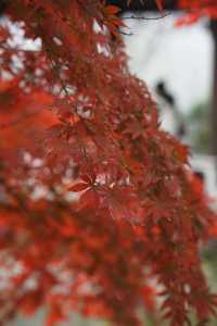 魔都覓秋|去秋霞圃感受秋色紅楓天花板