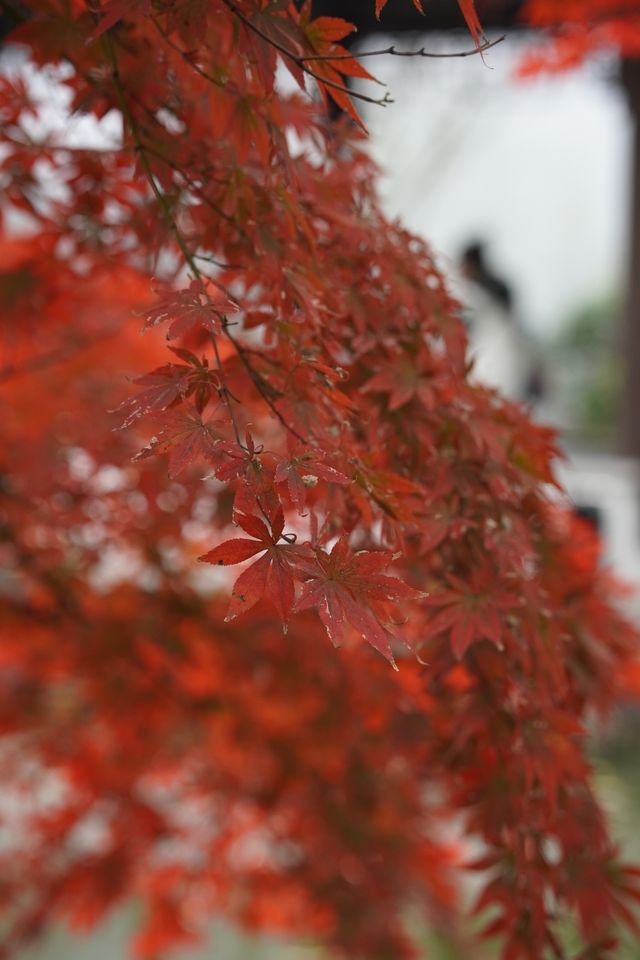 魔都覓秋|去秋霞圃感受秋色紅楓天花板