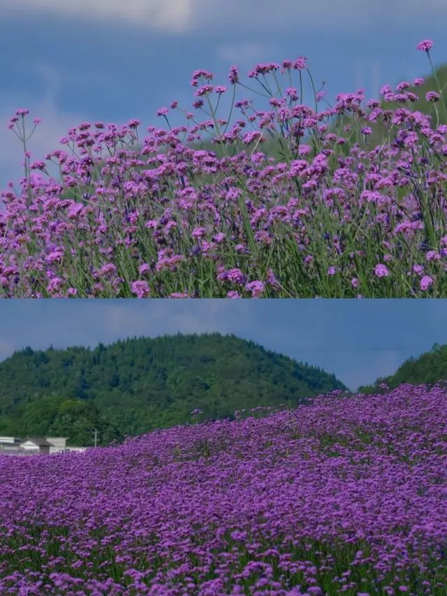 貴陽花溪高坡最美的紫色花海盛放！