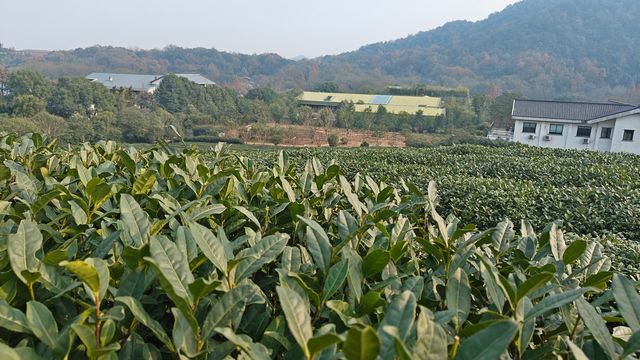 世外桃源的一種生活方式~~~茶葉博物館