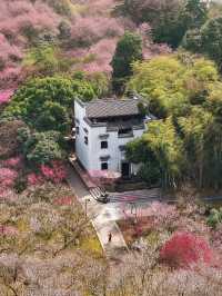 杭州超山賞梅攻略 | 邂逅十里香雪海