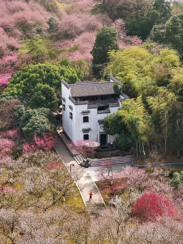 杭州超山賞梅攻略 | 邂逅十里香雪海