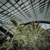 Cloud Forest is a MUST SEE!