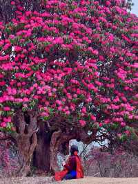 3月尼泊爾徒步！杜鵑花海+雪山雙王炸。