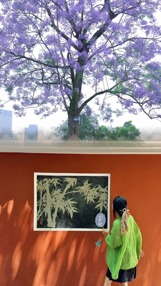成都！藍花楹浪漫來襲！錯過等一年合集攻略