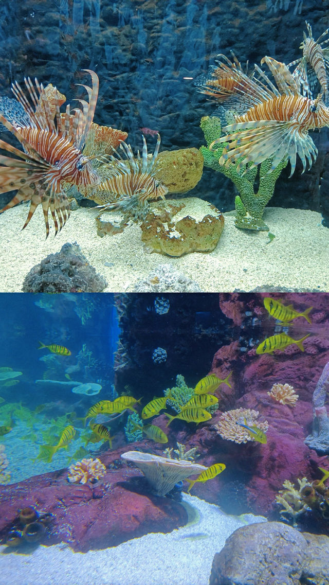 趁現在 快去看看沒被污染的可愛海洋生物們吧