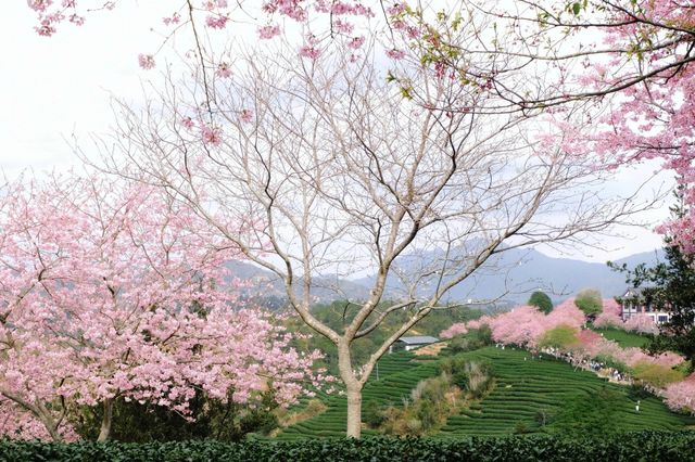 永福櫻花秘境國家地理認證的春日天花板