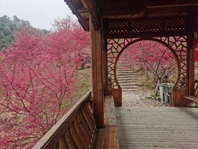 溫州櫻花園：初春的粉色夢境