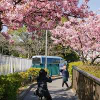 🌸東京限定！大橫川親水公園的爛漫櫻雪