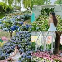 2025北京花海預警🌸收藏這份私藏賞花日曆就夠啦