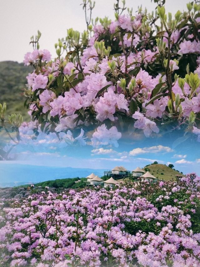 《雲端秘境｜烏蒙大草原：一場穿越四季的浪漫冒險》