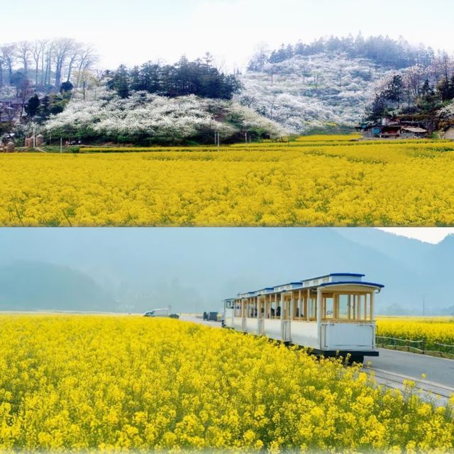 貴州的春日花海美得像畫