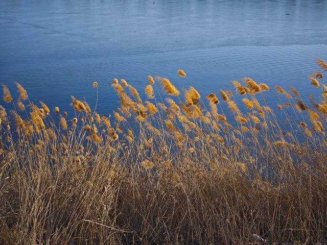 3月 北京溫榆河公園 攻略