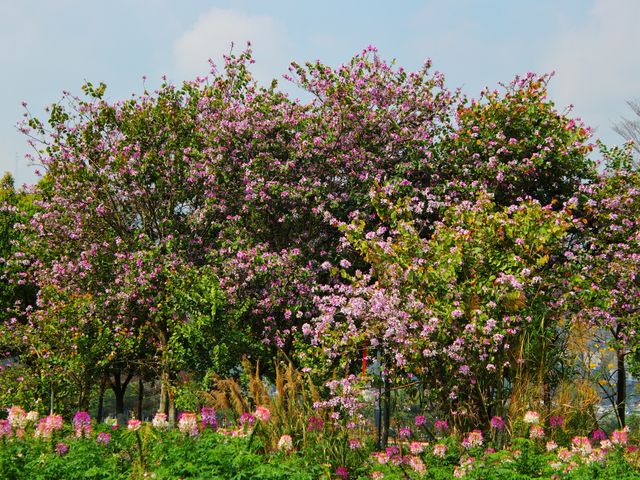 春天的開遠鳳凰生態公園