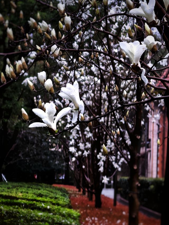 雨中的花兒，為初春的徐匯公園增添了幾分溫馨。