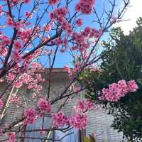 沖繩首波浪漫🌸 八重瀨公園的春日驚喜