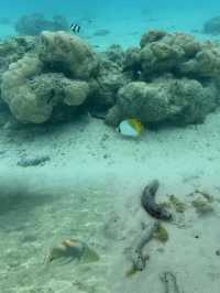 南太平洋遺珠拉羅湯加島 攻略請查收