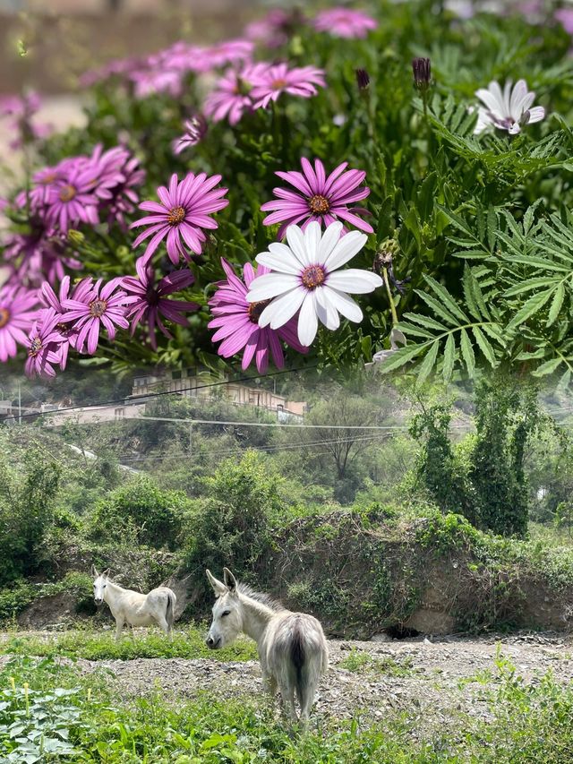 【沙特避暑秘境】艾卜哈旅行攻略，清涼一夏話都冇咁易！
