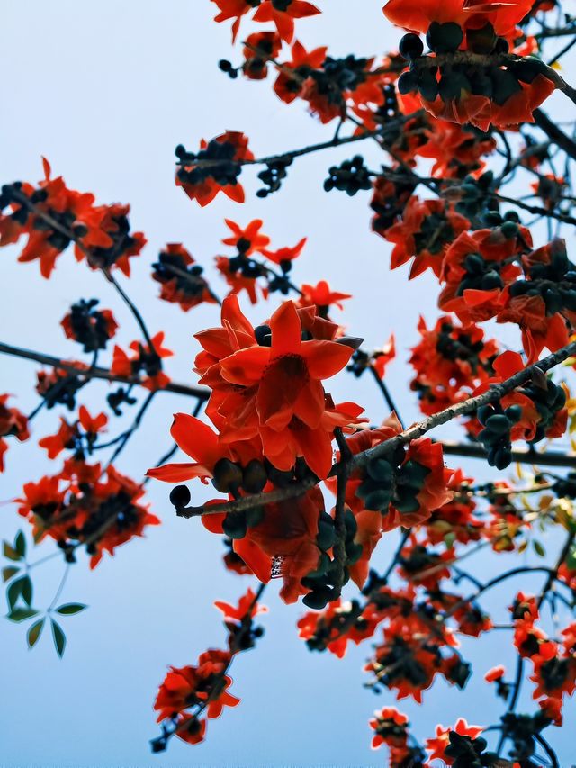 週末去邊度｜喺浪漫嘅廣州老城區遇見熱情嘅木棉花