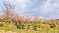 誤入現實版莫奈花園 武漢小眾賞櫻新地標