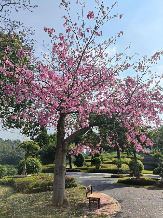 東莞植物園 帶你認識從未見過的各種各樣植物新生命