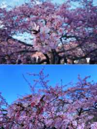 東京での桜の楽しみ方｜🌸早咲きの桜・代々木公園