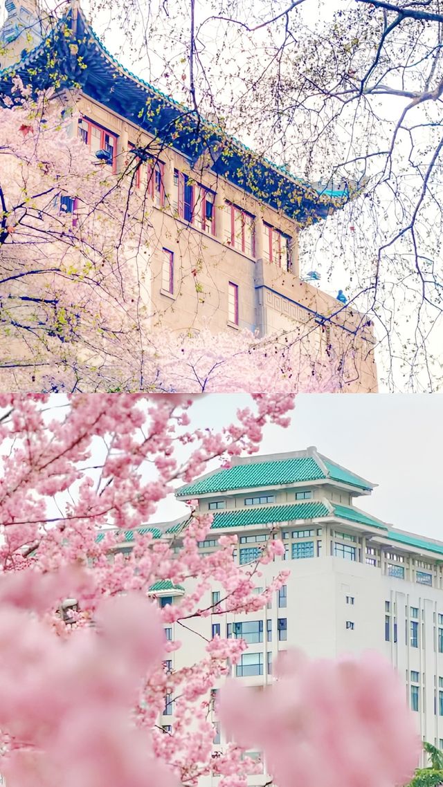 武漢大學攻略：預約，參觀路線，拍照打卡