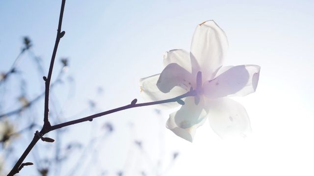 黿頭渚賞花記 黿頭渚賞花記