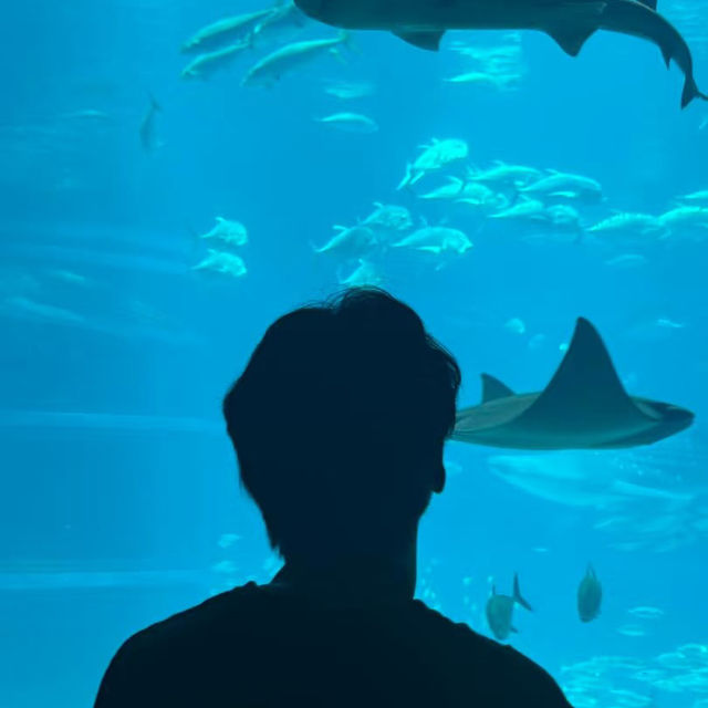 大阪🐠海遊館！全指南帶你玩轉海底世界~