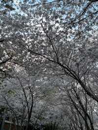 寧波櫻花公園賞櫻記:人山人海