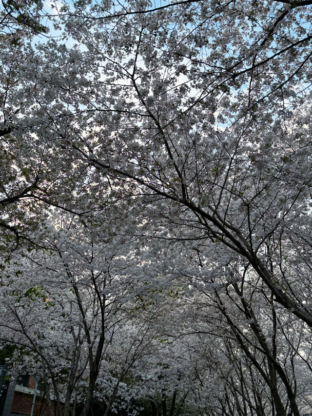 寧波櫻花公園賞櫻記:人山人海 寧波櫻花公園賞櫻記:人山人海