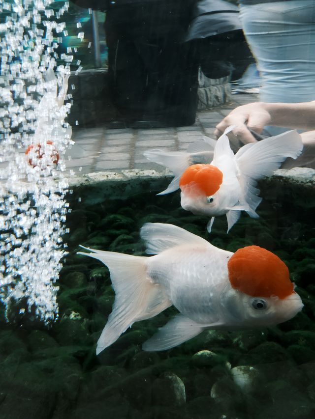 春天就應該去動物園逛逛！上海動物園已經更上一層樓喇