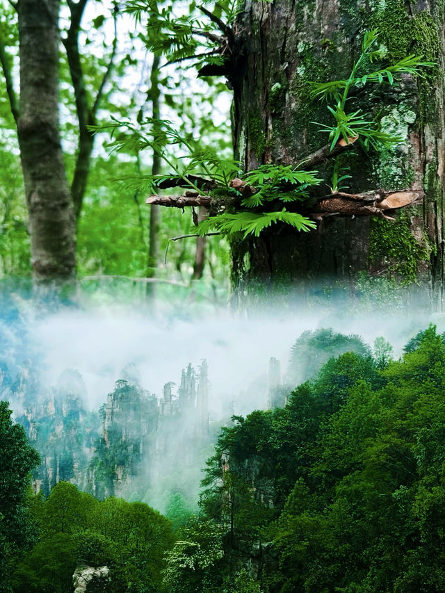 這片"懸浮山"仙境，真的在地球上嗎？