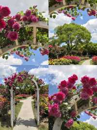 上海花木月季園3天深度遊攻略
