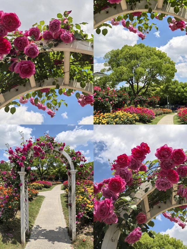 上海花木月季園3天深度遊攻略