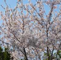 🌼花已綻放 蜜蜂翩飛的春日限定浪漫🌸
