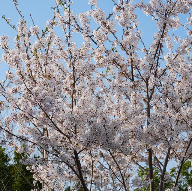 🌼花已綻放 蜜蜂翩飛的春日限定浪漫🌸