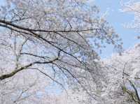 🌸濟州新山公園｜櫻花漫舞的夢幻樂園🌸