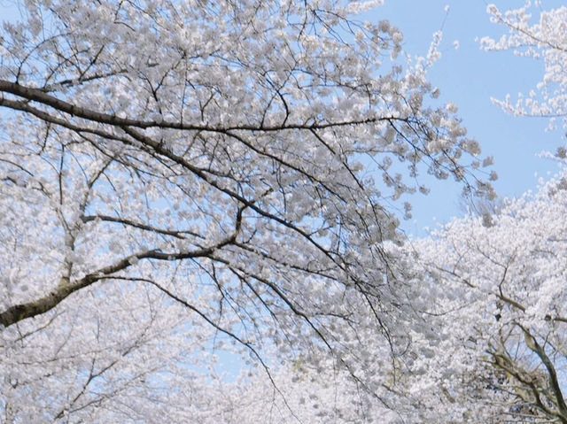 🌸濟州新山公園｜櫻花漫舞的夢幻樂園🌸