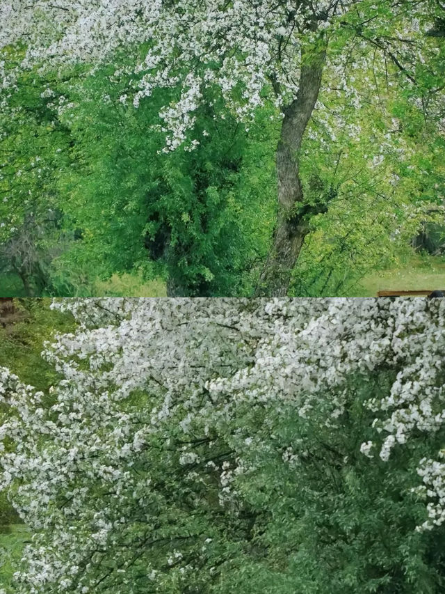 接下來的川西，是浪漫的俄色花海